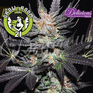 Cheese Candy Feminised - Delicious Seeds
