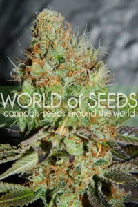 Afghan Kush Special Feminised - World of Seeds
