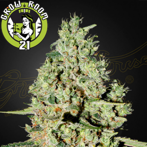 Super Critical Feminised - Green House Seeds