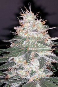 Critical Kali Mist Feminised - Delicious Seeds