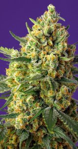 Crystal Candy XL Automatic Feminised - Sweet Seeds