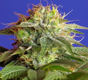 Green Poison F1 Fast Version Feminised - Sweet Seeds