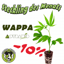 Bio Hanfpflanze Wappa - Paradise Seeds | monatliche Sorte -10%
