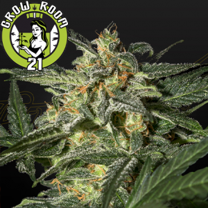 White Widow Automatic Feminised - Green House Seeds