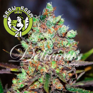 COTTON CANDY Feminised - Delicious Seeds
