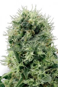 Pure Power Plant Feminised - White Label Seeds