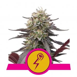 Green Crack Punch Feminised - Royal Queen Seeds