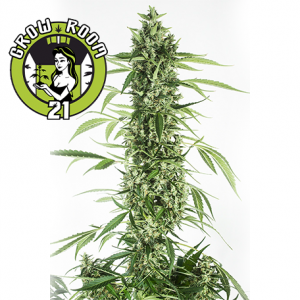 Moby Dick XXL Automatic Feminised - Dinafem Seeds