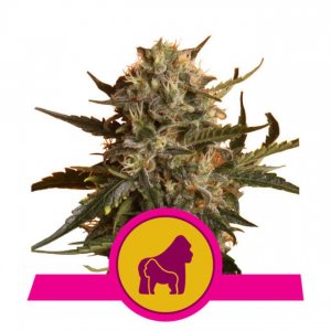 Mother Gorilla Feminised - Royal Queen Seeds