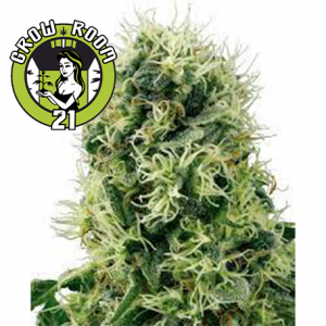 Pure Power Plant Feminised - White Label Seeds