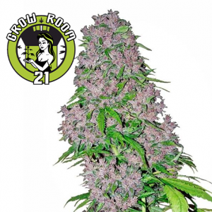 Purple Bud Feminised - White Label Seeds