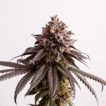 Gelato-K Feminised Kannabis Seed Company
