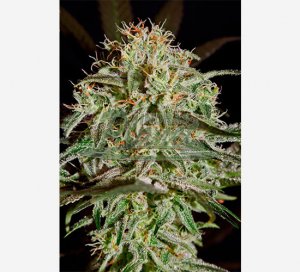 A.M.S. Feminised - Green House Seeds