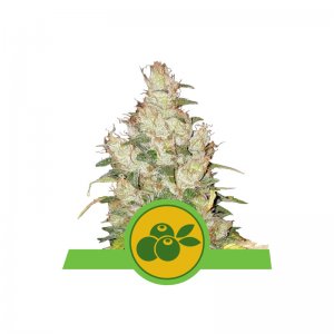 Haze Berry Automatic Feminised - Royal Queen Seeds