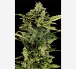 Auto Bomb Automatic Feminised - Green House Seeds