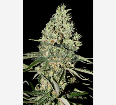 Super Critical Feminised - Green House Seeds