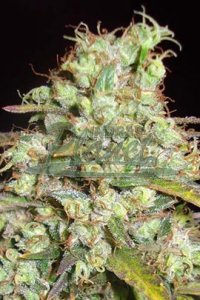 Critical Super Silver Haze Feminised - Delicious Seeds