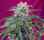 Green Poison Automatic Feminised - Sweet Seeds