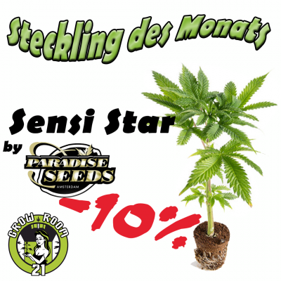 Sensi Star - Paradise Seeds