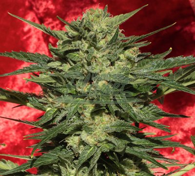 White Russian #1 Automatic Feminised - Serious Seeds