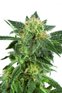 Snow Ryder Automatic Feminsed - White Label Seeds