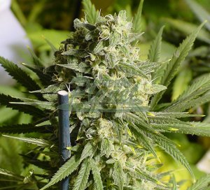 Double Dutch Feminised - Serious Seeds