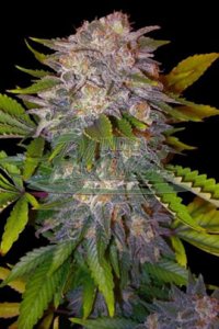 Caramelo Feminised - Delicious Seeds