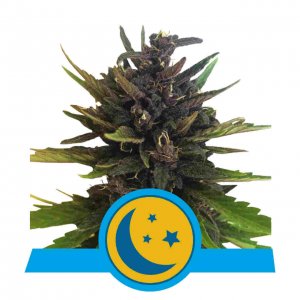 Purplematic CBD Automatic Feminised - Royal Queen Seeds