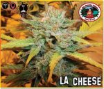 L.A. Cheese Feminised - Big Buddha Seeds