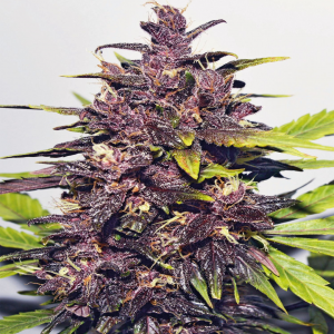 Dark Purple Automatic Feminised - Delicious Seeds