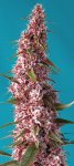 Red Pure CBD Automatic Feminised - Sweet Seeds