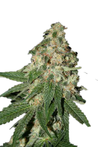 Delicious Candy Feminised - Delicious Seeds