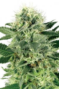 Northern Lights Feminised - White Label Seeds