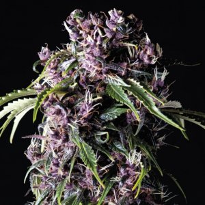 Purple Feminised - Pyramid Seeds