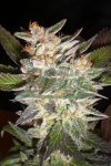 Cheese Candy Automatic Feminised - Delicious Seeds