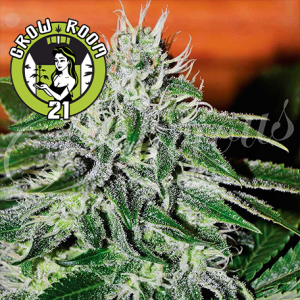 CRITICAL Jack Herer Feminised - Delicious Seeds