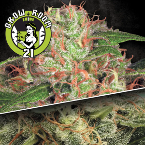 Auto Collection Pack #2 Automatic Feminised- Paradise Seeds