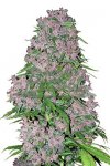 Purple Bud Feminised - White Label Seeds