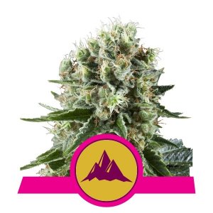 Critical Kush Feninised - Royal Queen Seeds