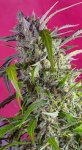 Crystal Candy Automatic Feminised - Sweet Seeds