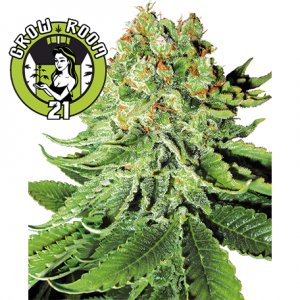 Northern Lights Automatic Feminised - White Label Seeds