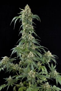 White Widow Automatic Feminised - White Label Seeds