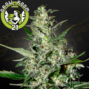 Super Critical Automatic Feminised - Green House Seeds