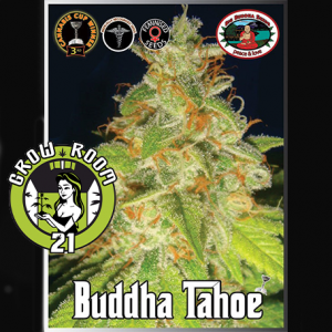 Big Buddha Tahoe Feminised - Big Buddha Seeds