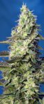Green Poison XL Automatic Feminised - Sweet Seeds