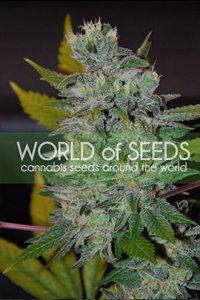 Space Feminised - World of Seeds