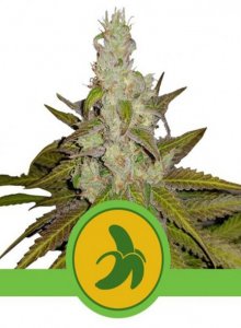 Fat Banana Automatic Feminised - Royal Queen Seeds
