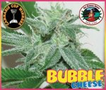 Bubble Cheese Feminised - Big Buddha Seeds