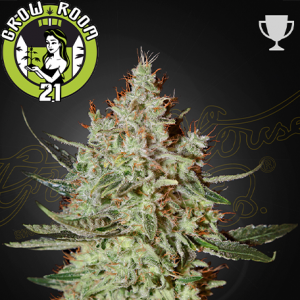 Cheese Feminised - Green House Seeds