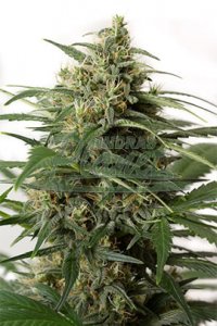 Moby Dick XXL Automatic Feminised - Dinafem Seeds